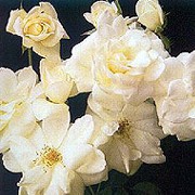 'Climbing Iceberg' is a fast-growing climberwith glossy light green foliage and large clusters of fragrant, double white flowers. Rosa 'Climbing Iceberg' added by Shoot)