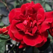 'Etoile de Hollande' is a classic climbing rose with fragrant, rich scarlet red flowers in summer. Rosa 'Etoile de Hollande' added by Shoot)