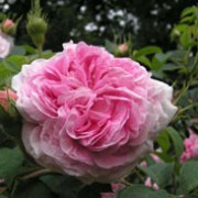 'Königin von Dänemark' is an Alba rose.  It is a vigorous grower with grey-green leaves and clusters of very fragrant, double, pink flowers in mid-summer. Rosa 'Königin von Dänemark' added by Shoot)