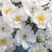 'Seagull' is a Rambler rose.  It is a vigorous, semi-evergreen shrub with arching branches and shiny, light-green leaves and clusters of small, fragrant, white flowers with yellow stamens in summer. Rosa 'Seagull' added by Shoot)