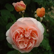 'Sweet Juliet' is a tall upright shrub rose with shallow cupped, double, fragrant flowers with an apricot colouring. Rosa 'Sweet Juliet' added by Shoot)