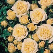 'Sweet Memories' is a low, ground covering rose with large clusters of small, double soft lemon flowers in summer and autumn. Rosa 'Sweet Memories' added by Shoot)