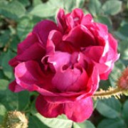 'William Lobb' is a Centifolia Moss rose.  It is a robust shrub with open, arching branches whose flower stalks and buds have an aromatic, mossy covering.  In summer it bears clusters of fragrant, double, red-purple flowers. Rosa 'William Lobb' added by Shoot)