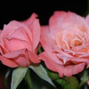 Nice Day is a small, semi-evergreen, climbing rose.  It has dark-green, shiny leaves and in summer and autumn bears sprays of small, fragrant, coral-pink flowers Rosa Nice Day added by Shoot)