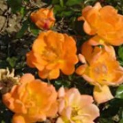 Sweet Magic is a miniature rose.  It has attractive, glossy, dark-green leaves and in summer and autumn, bears clusters of semi-double, small, apricot flowers that fade to pink with age. Rosa Sweet Magic added by Shoot)
