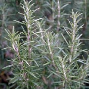 Prostratus Group are compact evergreen shrubs with linear, aromatic leaves and clusters of blue flowers. Rosmarinus officinalis Prostratus Group added by Shoot)