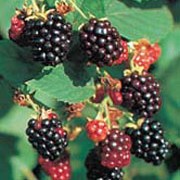 'Loch Ness' is a moderate-sized bush with upright thornless canes, white flowers in summer followed by dark blackberries in lte summer. Rubus fruticosus 'Loch Ness' added by Shoot)