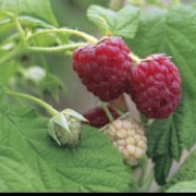 'Autumn Bliss' is a  raspberry with short, slightly thorny stems and large, red fruit with a good flavour in autumn. Rubus idaeus 'Autumn Bliss' added by Shoot)