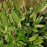Rumex acetosa added by Shoot)