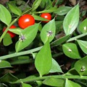 R. aculeatus is a small bushy sub-shrub with glossy lance-shaped foliage, pale-green flowers in spring, followed by glossy red berries (on female plants) in summer and autumn. Ruscus aculeatus added by Shoot)