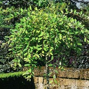 'Kilmarnock' is a small, dense-crowned, weeping, deciduous tree with dark-green leaves with pale-green undersides.  It has yellow shoots and bears grey and yellow catkins in spring. Salix caprea 'Kilmarnock' added by Shoot)