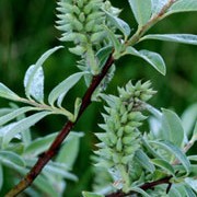 S. lanata is a compact, bushy deciduous shrub with rounded, silvery-woolly leaves and green or yellow catkins in spring. Salix lanata added by Shoot)