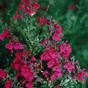 'Raspberry Royale' is an evergreen sub-shrub with small, aromatic, ovate foliage and open racemes of crimson flowers on spikes in summer and autumn. Salvia 'Raspberry Royale' added by Shoot)