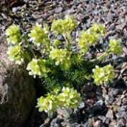 'Gregor Mendel' is a low, cushion-forming, evergreen perennial with small, shiny leaves and clusters of pale-lemon flowers on upright stalks in early spring. Saxifraga 'Gregor Mendel' added by Shoot)