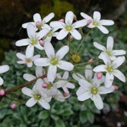 'Kathleen Pinsent' is a very small, mat-forming, evergreen perennial with rosettes of grey-green leaves and panicles of pink flowers on relatively tall, red wiry stems in spring and summer. Saxifraga 'Kathleen Pinsent' added by Shoot)