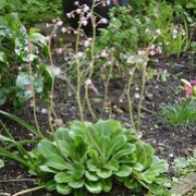 'Major' is an evergreen perennial with grey-green leaves arranged in rosettes.  In early summer, it bears panicles of small, white flowers on relatively tall, red stems.
 Saxifraga 'Major' added by Shoot)