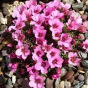 'Theoden' is a small, compact, mat-forming, evergreen perennial with tiny, dark-green, oblong leaves.  In summer, it is covered with tiny, pink-purple flowers. Saxifraga 'Theoden' added by Shoot)
