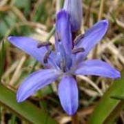 S. bifolia has paired leaves and erect stems bearing racemes of star-shaped violet-blue flowers. Scilla bifolia added by Shoot)