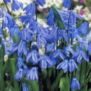 'Spring Beauty' is a small, bulbous perennial with linear leaves forming at its base.  In spring, it bears 2 to 5 dark-blue, nodding flowers that appear before its leaves emerge. Scilla siberica 'Spring Beauty' added by Shoot)