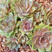 S. tectorum is a mat-forming, evergreen perennial with clusters of fleshy, red, purple, blue rosettes and starry purplish flowers on stems in summer. Sempervivum tectorum added by Shoot)