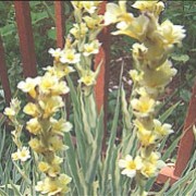 'Aunt May' is an evergreen perennial forming a clump of sword-shaped grey-green leaves egded in cream, with  stems of pale yellow flowers in summer. Sisyrinchium striatum 'Aunt May' added by Shoot)