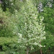 Sorbus aria 'Lutescens' added by Shoot)