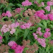 Spiraea japonica 'Anthony Waterer' added by Shoot)