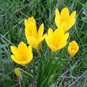 Sternbergia lutea added by Shoot)