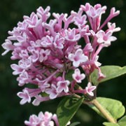 Syringa pubescens subsp. microphylla 'Superba' added by Shoot)