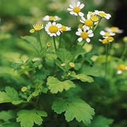 'Aureum' is a bushy perennial (short-lived and often grown as an annual) with aromatic, golden-yellow lobed leaves and white daisy-like flowers in summer. Tanacetum parthenium 'Aureum' added by Shoot)