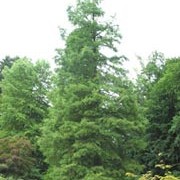 T. distichum is a tall, conical, deciduous, coniferous tree with red-brown bark, and feathery, mid-green foliage turning yellow-brown in autumn, and small cones in autumn. Taxodium distichum added by Shoot)