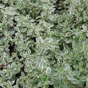'Silver Posie' is a low bushy shrub with small, aromatic, evergreen foliage edged in silver, and pinky-purple flowers in late spring and early summer. Thymus vulgaris 'Silver Posie' added by Shoot)