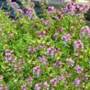 'Doone Valley' is a mat-forming perennial, with golden variegated foliage scented of lemon, and pale-lilac flowers. Thymus x citriodorus 'Doone Valley' added by Shoot)