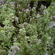 T. x citriodorus 'Silver Queen' is a dwarf, evergreen shrub, good for ground cover.  Leaves are dark green with white margins and flowers are light purple in summer. Thymus x citriodorus 'Silver Queen' added by Shoot)