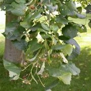 'Petiolaris' is a mid-sized deciduous tree with dark-green leaves with white furry undersides.   Its branches are gracefully pendulous and it bears clusters of fragrant yellow flowers in summer.
 Tilia 'Petiolaris' added by Shoot)