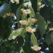 'Greenspire' has glossy dark-green leaves and fragrant pale-yellow flowers in summer. Tilia cordata 'Greenspire' added by Shoot)