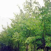'Rubra' is a large, deciduous tree with dark-green leaves.  It has semi-erect branches with bright red shoots in winter.  It bears clusters of fragrant yellow flowers in summer. Tilia platyphyllos 'Rubra' added by Shoot)