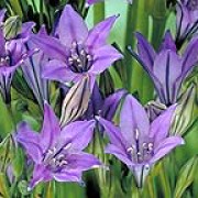 'Queen Fabiola' has linear leaves and stems bearing umbels of funnel-shaped, light blue flowers. Triteleia 'Queen Fabiola' added by Shoot)
