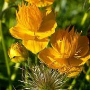 T. chinensis 'Golden Queen' is an herbaceous perennial with dark-green, divided leaves, bearing orange-yellow flowers on tall stems in summer. Trollius chinensis 'Golden Queen' added by Shoot)