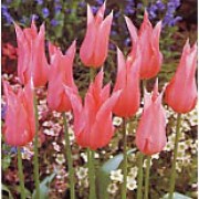 'China Pink' is a bulbous perennial with greyish foliage and pink flowers marked white within in spring. Tulipa 'China Pink' added by Shoot)