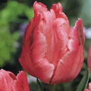 'Fantasy' is a bulbous perennial with broad, greyish-green leaves and solitary, ruffled deep-pink flowers in spring. Tulipa 'Fantasy' added by Shoot)