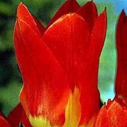 'Juan' is a bulbous perennial with purple-marked leaves and orange-red flowers, bright yellow at the base, in spring. Tulipa 'Juan' added by Shoot)