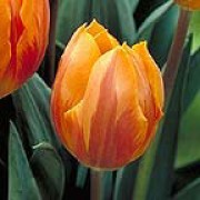 'Prinses Irene' is a perennial bulb with solitary bowl-shaped orange flowers, flushed with purple, in spring. Tulipa 'Prinses Irene' added by Shoot)