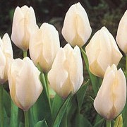 'Purissima' is a perennial bulb with large creamy-white flowers in spring.
 Tulipa 'Purissima' added by Shoot)