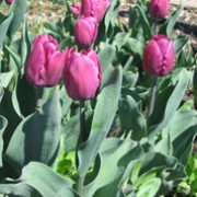 'Purple Prince' is an early bulbous perennial with grey-green leaves and solitary, single, purple flowers in spring. Tulipa 'Purple Prince' added by Shoot)
