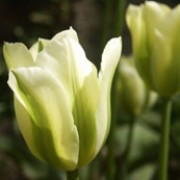 'Spring Green' is a perennial bulb with large flowers banded with dark green, fading to creamy white in spring. Tulipa 'Spring Green' added by Shoot)