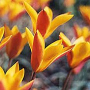 'Cynthia' is a dwarf bulbous perennial with grey-green leaves and pointy-tipped flowers, rose-red edged with yellow on the outside and within. Tulipa clusiana 'Cynthia' added by Shoot)