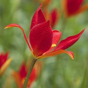 Tulipa sprengeri added by Shoot)