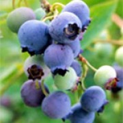 'Bluecrop' is an upright shrub with attractive white flowers in spring and early fruiting blueberries with a white bloom in summer. Vaccinium corymbosum 'Bluecrop' added by Shoot)