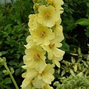 V. Cotswold Group 'Gainsborough' is a short-lived, herbaceous perennial with semi-evergreen, grey-green foliage forming at the base of the plant.  Tall spikes of pale-lemon flowers are produced in summer. Verbascum Cotswold Group 'Gainsborough' added by Shoot)